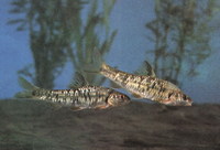 Sarcocheilichthys nigripinnis nigripinnis, Rainbow gudgeon: aquarium