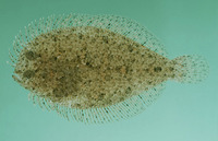 Engyprosopon hureaui, Hureau's flounder: