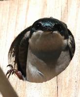 Tachycineta bicolor - Tree Swallow