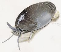 Image of: Emerita analoga (Pacific sand crab)