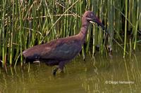Image of: Bostrychia hagedash (Hadada ibis)