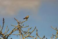 Image of: Falco newtoni (Madagascan kestrel)