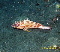 Epinephelus fasciatus - Banded Reef Cod