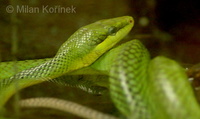 Gonyosoma oxycephalum - Red-tailed Green Ratsnake