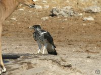 African Hawk-Eagle - Aquila spilogaster