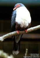Papuan Mountain-Pigeon - Gymnophaps albertisii