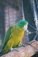 Blue-crowned Racquet-tail - Prioniturus discurus