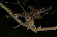 Ashy-faced Owl - Tyto glaucops
