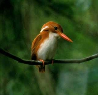 Madagascar Pygmy-Kingfisher - Ispidina madagascariensis