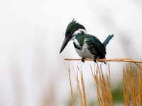 Amazon Kingfisher - Chloroceryle amazona