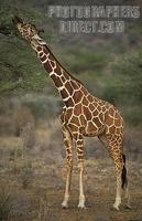 ...Reticulated giraffe browsing , Giraffa camelopardalis reticulata , Samburu National Reserve , Ke