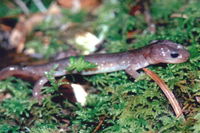 : Aneides lugubris; Arboreal Salamander