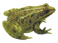 : Rana terentievi; Terentjev's Frog