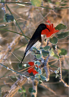 : Nectarinia souimanga; Souimanga Sunbird