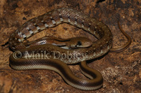 : Coelognathus helenus; Trinket Snake