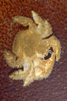 : Hapalogaster cavicauda; Furry Crab