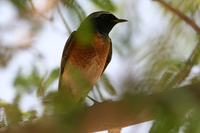 Male Redstart
