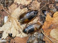 Blaberus craniifer - Death's head cockroach