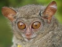 Dian's tarsier (Tarsius dentatus)
