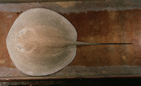 Urogymnus asperrimus, Porcupine ray: fisheries
