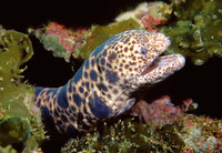 Scuticaria tigrina, Tiger reef-eel: aquarium