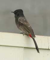 Pycnonotus cafer - Red-vented Bulbul