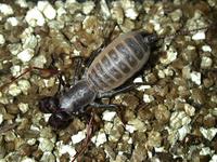 Image of: Mastigoproctus giganteus (giant whipscorpion)