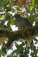 Pharomachrus mocinno - Resplendent Quetzal