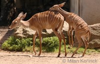 Tragelaphus imberbis - Lesser Kudu