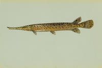 Image of: Lepisosteus oculatus (spotted gar)