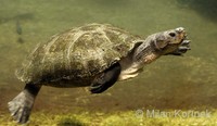 Orlitia borneensis - Asian Giant River Turtle