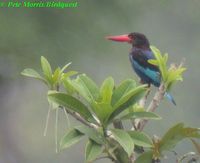 Javan Kingfisher - Halcyon cyanoventris