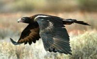 Wedge tailed Eagle
