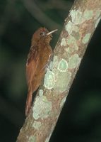 Ruddy Woodcreeper (Dendrocincla homochroa) photo