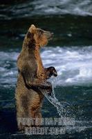 ...Grizzly Bear , standing erect in Brooks River , Katmai National Park , Alaska . Ursus arctos sto
