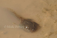 : Alytes obstetricans; Midwife Toad Tadpole