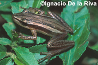 : Scinax squalirostris