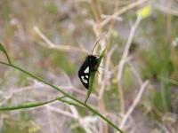 : Alypia sp.; Desert Forester Moth