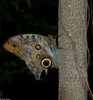 : Caligo eurilochus; Owl Butterfly