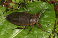 : Lethocerus sp.; Giant Water Bug
