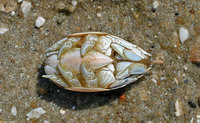 : Emerita talpoida; Mole Crab