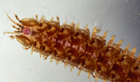 : Halosydna brevisetosa; Scale Worm