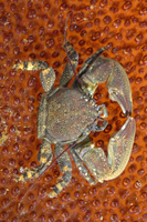 : Petrolisthes cinctipes; Flat Porcelain Crab