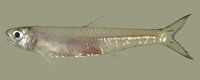 Anchoviella guianensis, Guyana anchovy: fisheries