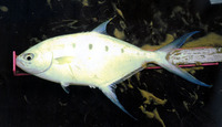 Trachinotus coppingeri, Swallowtail dart: fisheries