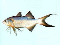 Polydactylus nigripinnis, Black-finned threadfin: