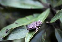 Hyla femoralis - Pine Woods Treefrog