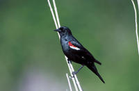 Image of: Agelaius tricolor (tricoloured blackbird)