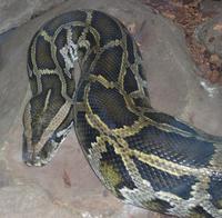 Image of: Python molurus (Indian python)