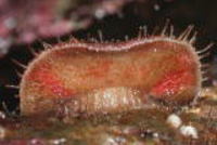 ババガセ Placiplorella stimpsoni